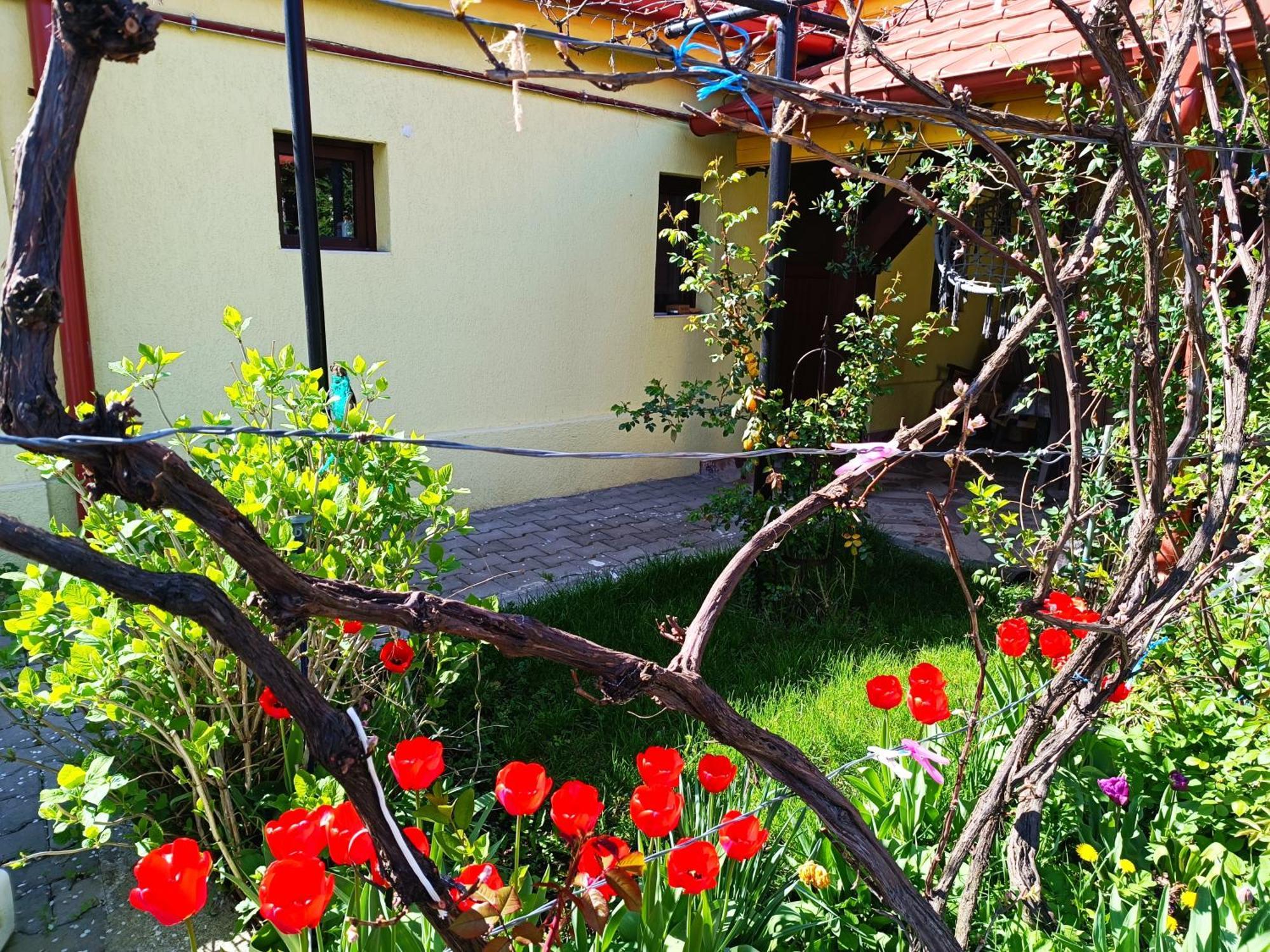 Appartement Casa Bunicilor à Cisnădie Extérieur photo